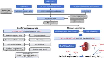 Network pharmacology combined with Mendelian randomization analysis to identify the key targets of renin-angiotensin-aldosterone system inhibitors in the treatment of diabetic nephropathy